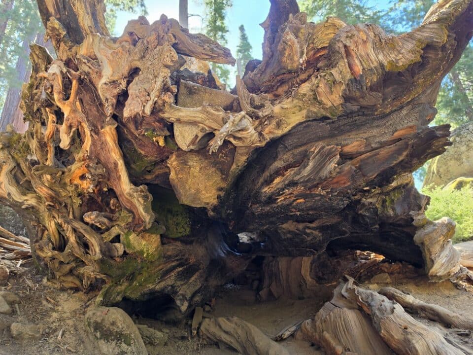 Kings Canyon National Park, CA – California, United States – photo 11