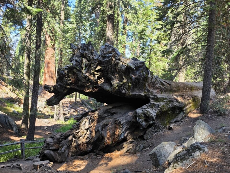 Kings Canyon National Park, CA – California, United States – photo 9