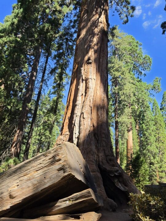 Kings Canyon National Park, CA – California, United States – photo 7
