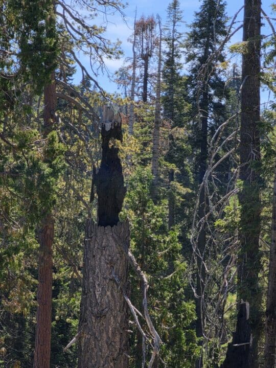 Kings Canyon National Park, CA – California, United States – photo 5